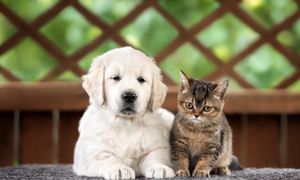 Sejm przyjął ustawę o KROPiK. Będzie obowiązkowe czipowanie psów i kotów