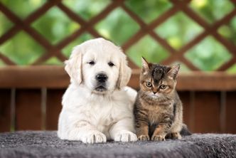 Sejm przyjął ustawę o KROPiK. Będzie obowiązkowe czipowanie psów i kotów