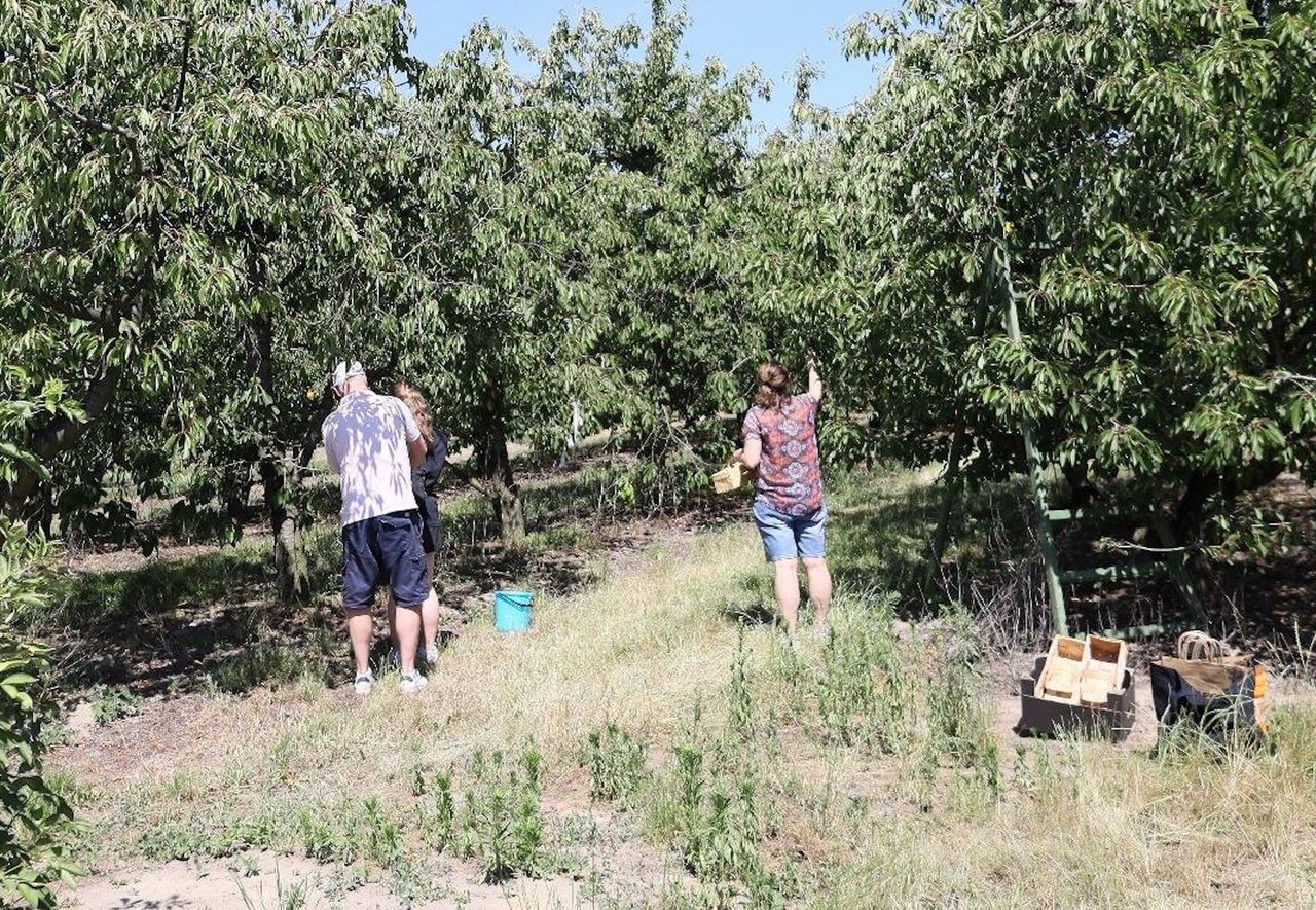 Gospodarz ogłosił samozbiory czereśni. Tylko 15 zł za kg