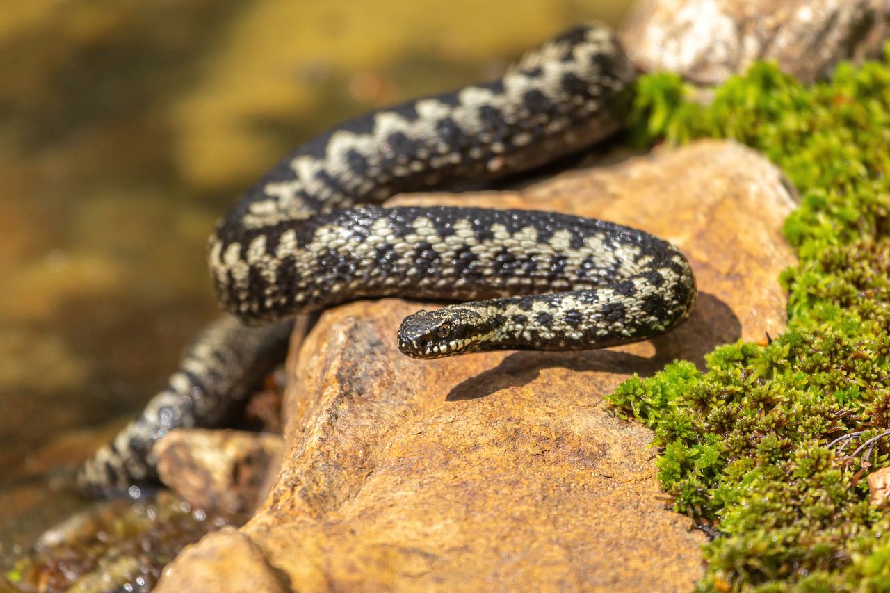Jadowity wąż w Polsce. Wkrótce będzie można go spotkać w lesie