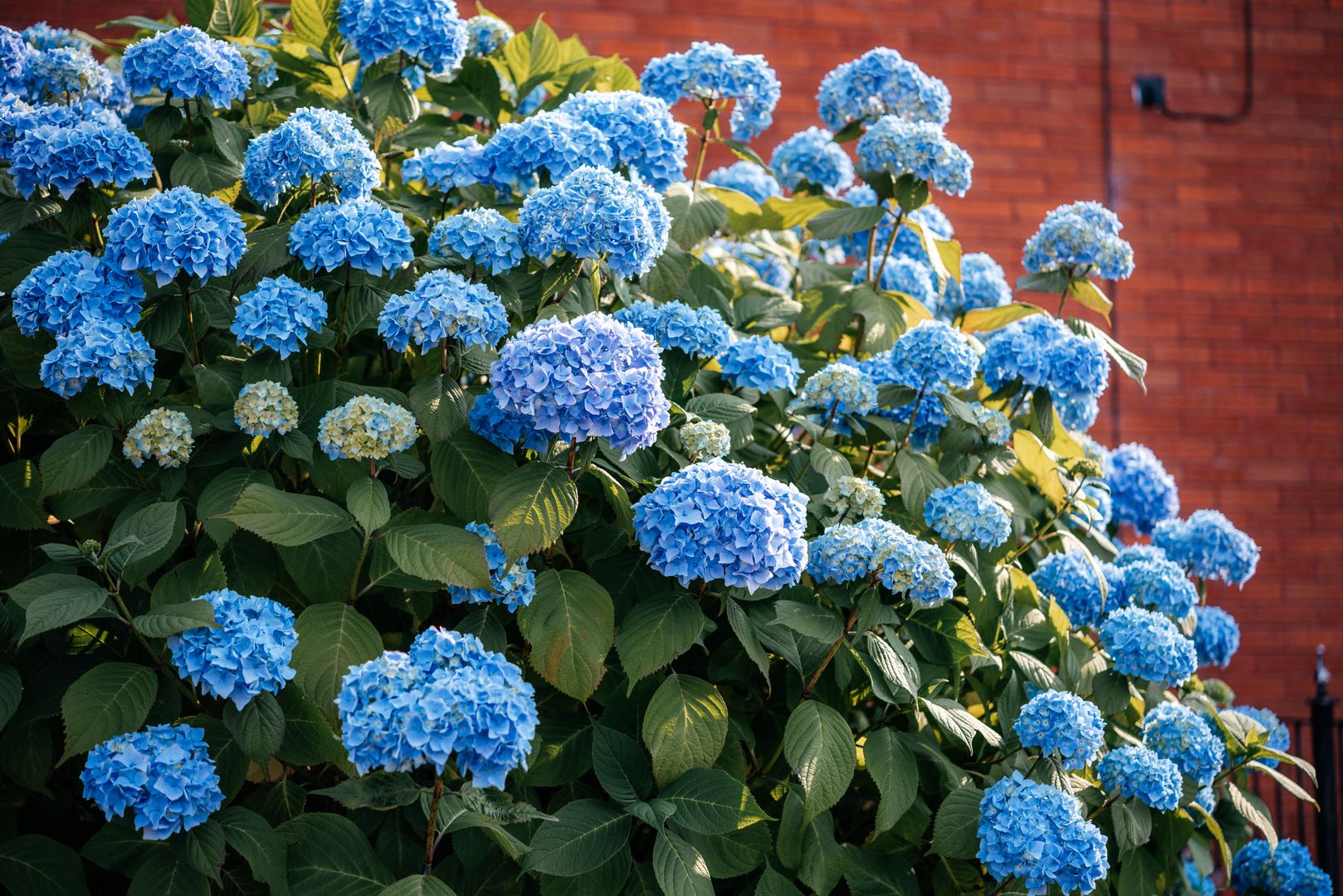 Blue hydrangea flowers bush in the summer garden
Blue hydrangea flowers bush in the summer garden, growing blue hydrangeas
hydrangea, blue, flower, garden, blossom, background, design, floral, summer, nature, leaf, spring, beautiful, violet, green, park, fresh, white, beauty, bush, colorful, color, closeup, plant, blooming, light, flora, bloom, acidic, soil