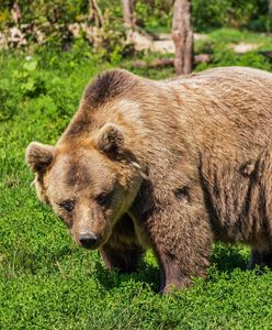 Tatry. Niedźwiedź zginął pod kołami kolejki