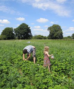 Truskawki zbierz sobie sam. Rolnicy będą otwierać swoje pola