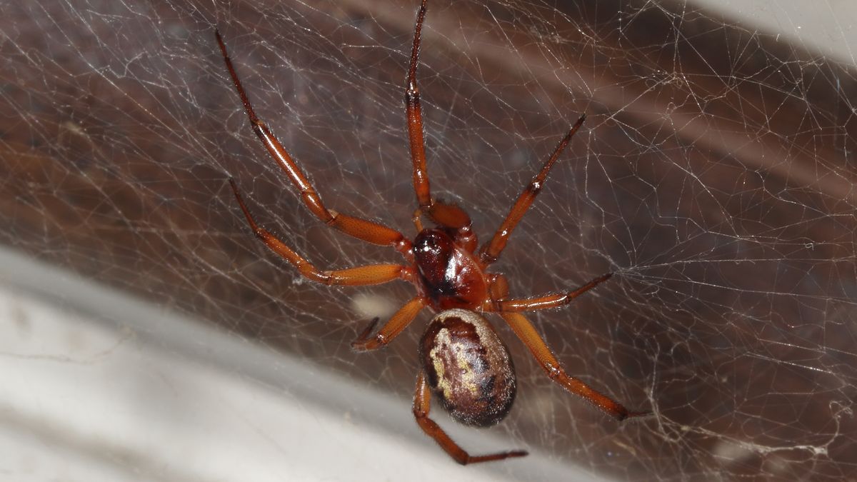 Steatoda nobilis