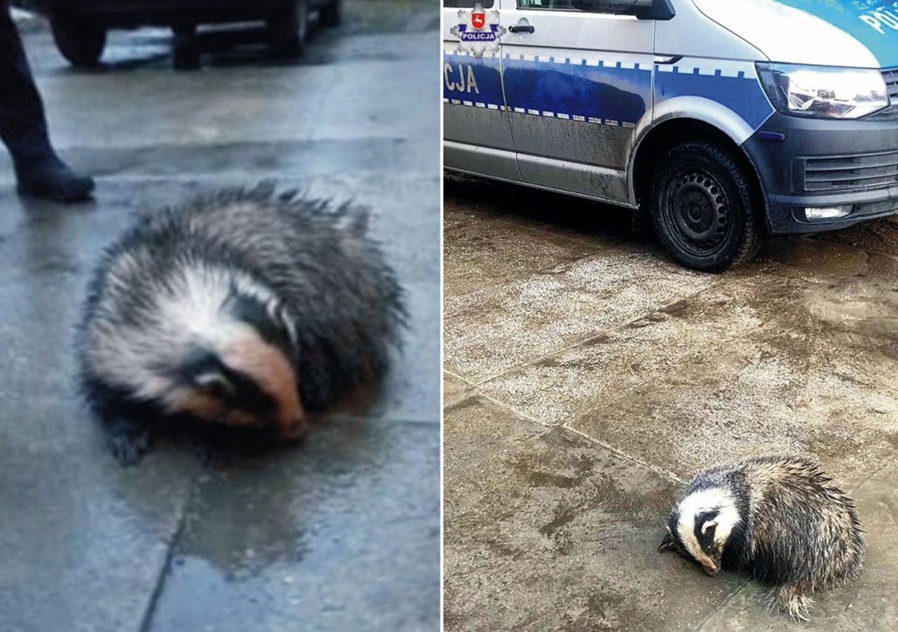 Lubelskie. Niezwykła wizyta przed domem. Obudził się i potrzebował pomocy