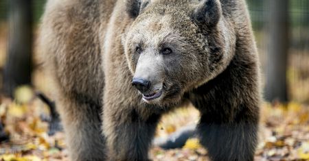 W gminie pojawiły się niedźwiedzie. Jest ostrzeżenie dla mieszkańców
