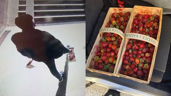 Złodziej truskawek wpadł w Sopocie. Wyszło, do czego ich potrzebował