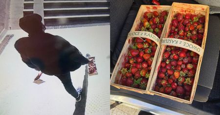 Złodziej truskawek wpadł w Sopocie. Wyszło, do czego ich potrzebował