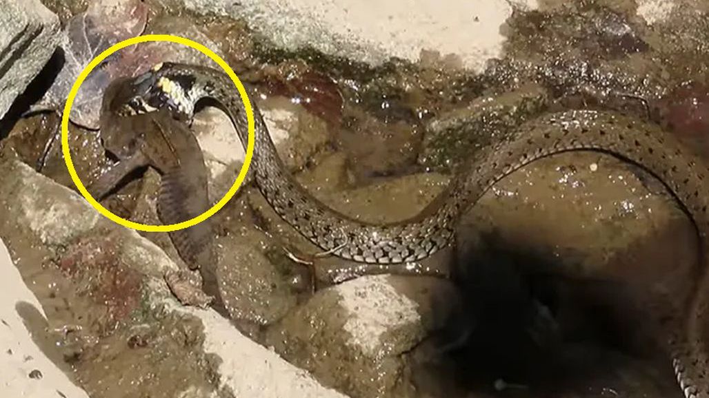 Zaskroniec upolował rybę 