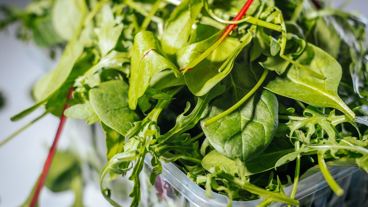 Pikantną rukolę możesz zmieszać z młodym szpinakiem i roszponką