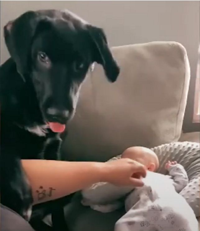 Pies pilnuje małego dziecka