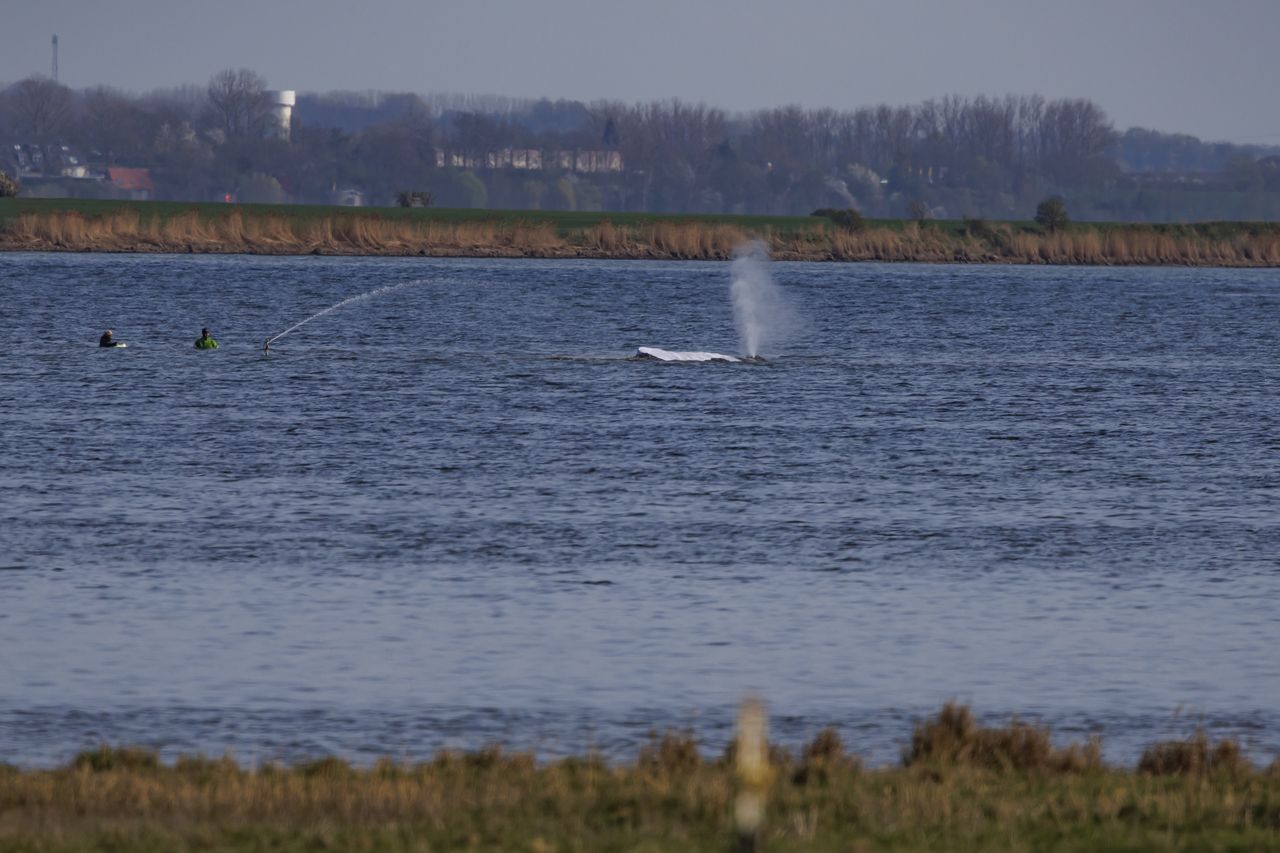 Akcja ratowania humbaka Timmy’ego. Lekarka z Hawajów odeszła z zespołu