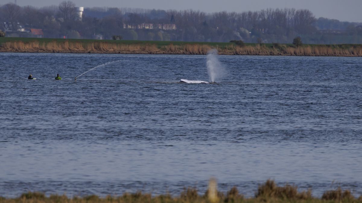 Akcja ratunkowa humbaka Timmy'ego