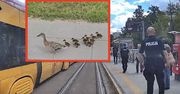 Ruszyli na pomoc kaczkom. Wspólną akcję  pokazują Tramwaje Warszawskie