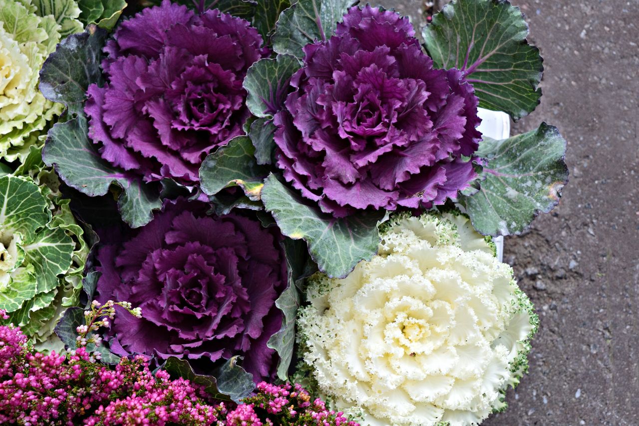 Postaw na grobie zamiast chryzantem. Jesienny hit, który wytrzyma przymrozki