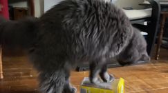 Inteligentny kot. Postanowił otworzyć pudełko ze swoją karmą w mniej niż 60 sekund