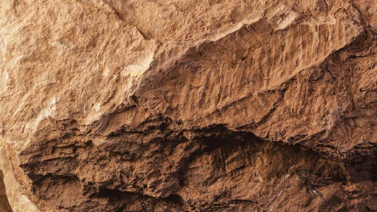 Nowy gatunek paproci sprzed 300 mln lat odkryta w Portugalii