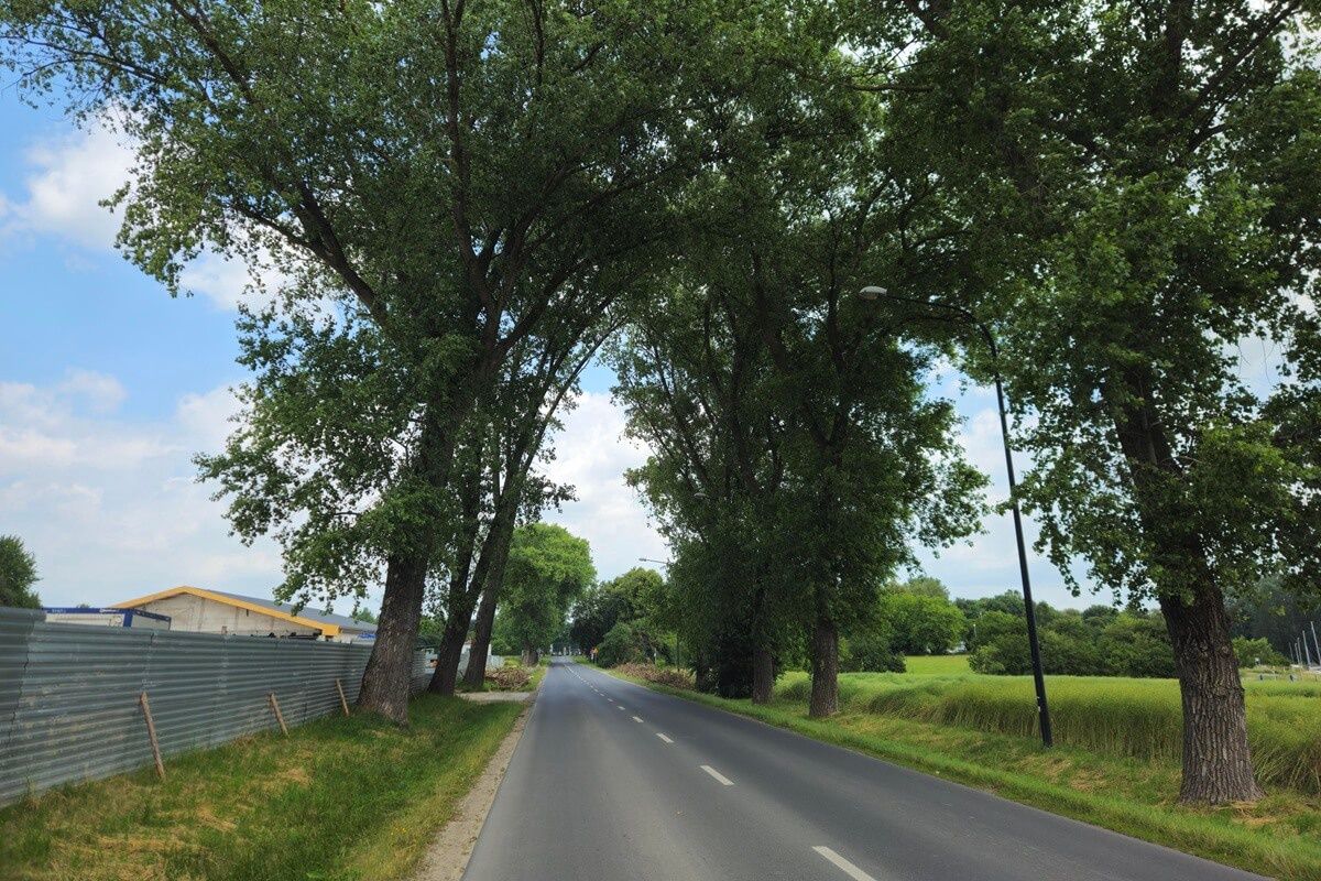 Topole w sąsiedztwie budowanej Biedronki przy ul. Krężnickiej
