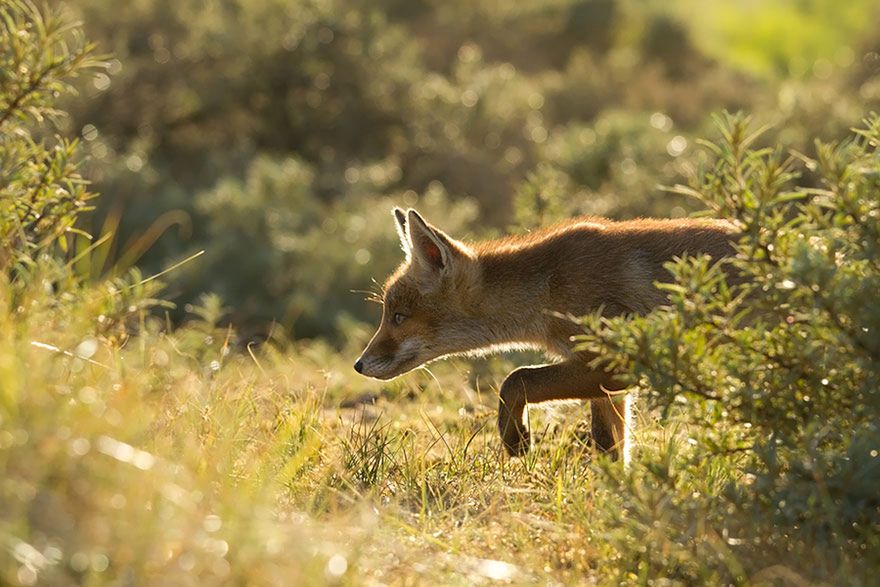 Jak robi lis? Czyli dzikie lisy Roeselien Raimond 14