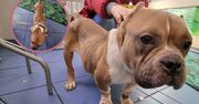Miała tylko rodzić szczenięta. Teraz suczka bully walczy o życie