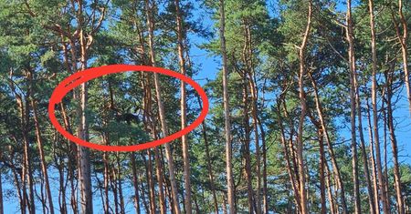 Bocian czarny na Śląsku. Wrócił po 10 latach. Leśnicy potwierdzają