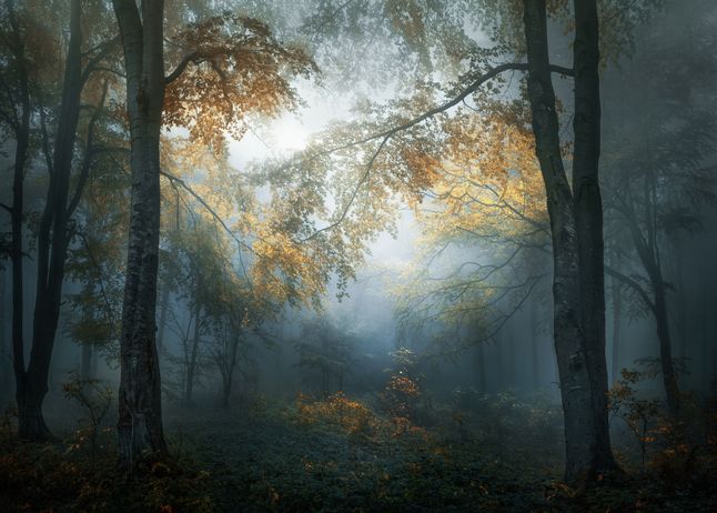 Fotografowie, którzy zdobyli nagrodę w konkursie otwartym, otrzymają sprzęt fotograficzny Sony oraz będą walczyli o tytuł Fotografa Roku i dodatkową nagrodę pieniężną w wysokości 5000 dolarów. To nazwisko poznamy podczas gali rozdania nagród, 19 kwietnia 2018 roku w Londynie.