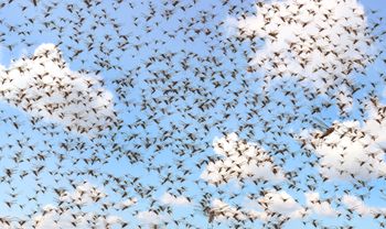 Tysiące szarańczy nad wyspami w Europie. "Następne dni są kluczowe"