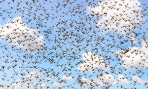 Tysiące szarańczy nad wyspami w Europie. "Następne dni są kluczowe"