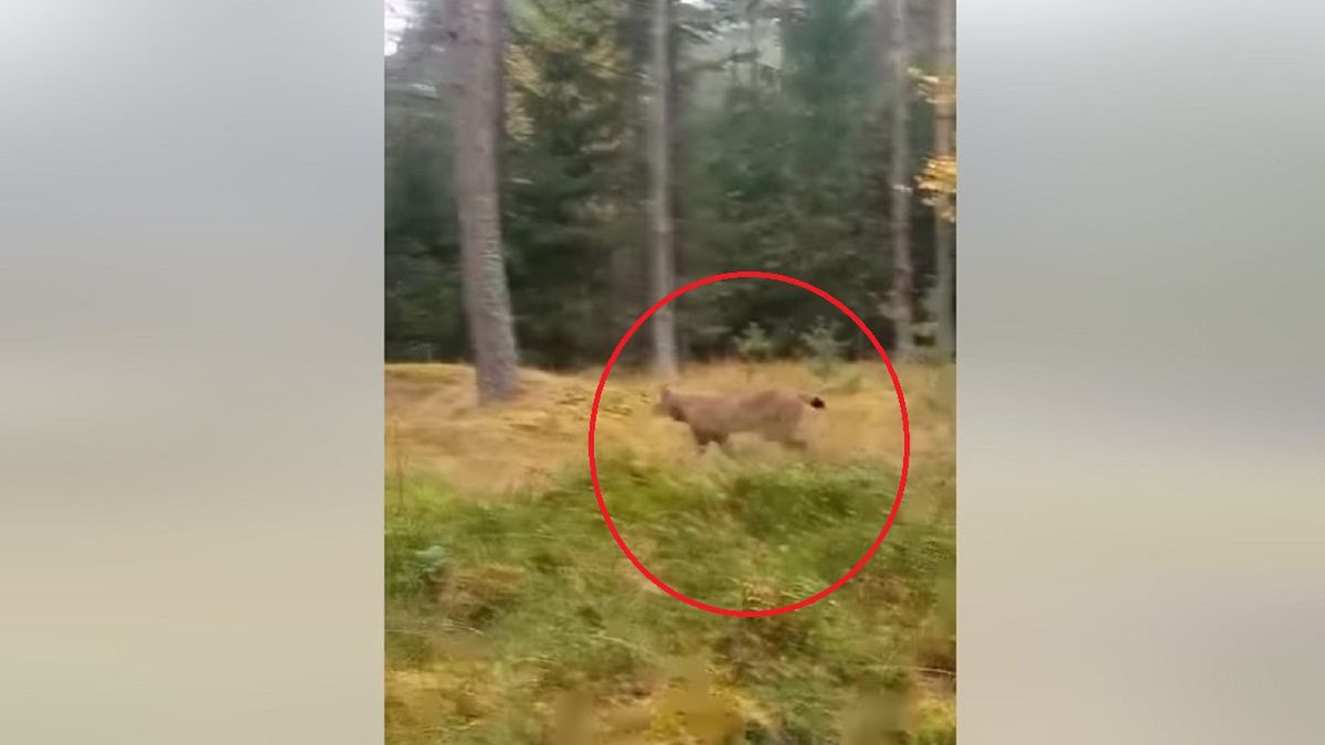 Leśnicy pokazali ciekawe nagranie. "Hiena, Tuja czy Rambo?"