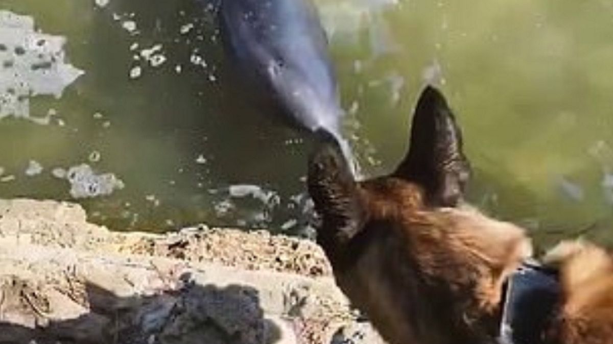 Pies zafascynował się delfinami