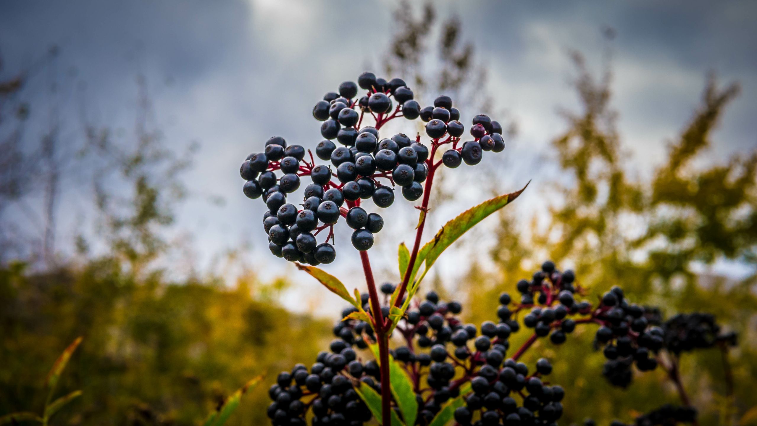 elder berry, elderberry, sambucus, sambucus nigra, black, berry, vitamin, autumn, background, botany, branch, bunch, closeup, dark, drink, eat, elder, flora, food, fresh, fruit, green, healing, health, healthy, herb, herbal, ingredient, juice, leaf, medicinal, medicine, natural, nature, nutrition, organic, pharmacy, plant, purple, ripe, season, seasonal, summer, syrup, table, tea, twig, wild, wood