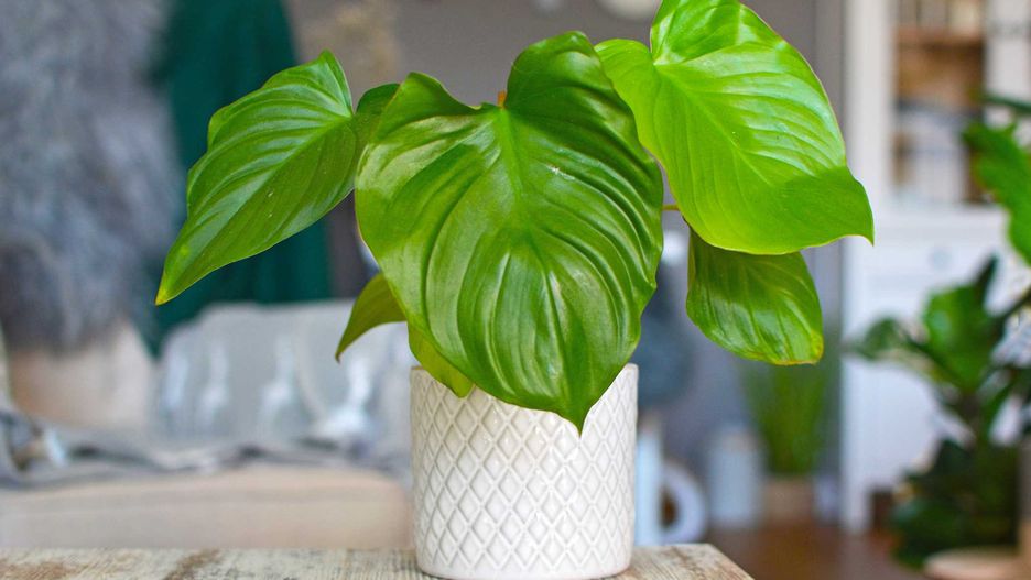 Czerniówka dorasta do 1 m wysokości i najlepiej rośnie w temperaturze 23–28°C.