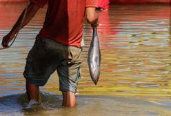 Kolumbia. Z gardła wędkarza wyciągnięto 18-centymetrową rybę