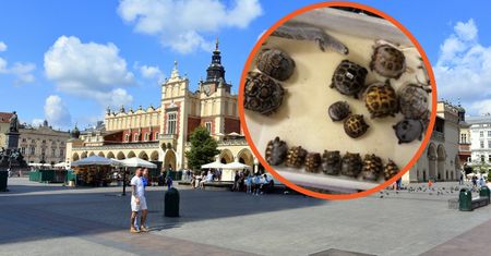 Makabra w Krakowie. W sklepie znaleziono martwe zwierzęta
