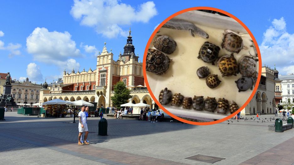 W sklepie zoologicznym w Krakowie znaleziono truchła zwierząt
