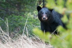 Niedźwiedzie zatrzasnęły się w aucie. Pojazd został zdemolowany