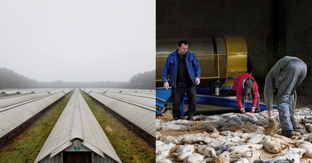 Słynny fotograf pokazał polskie hodowle norek! (UWAGA: DRASTYCZNE ZDJĘCIA)