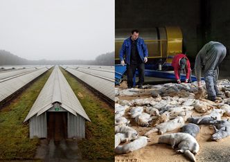 Słynny fotograf pokazał polskie hodowle norek! (UWAGA: DRASTYCZNE ZDJĘCIA)