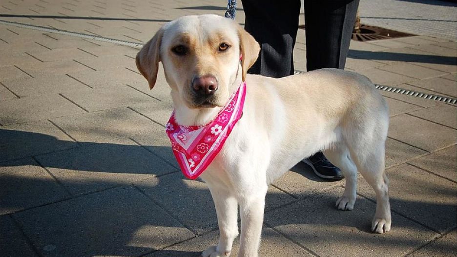 Psy i koty są najczęściej transportowanymi zwierzętami przez Polaków.