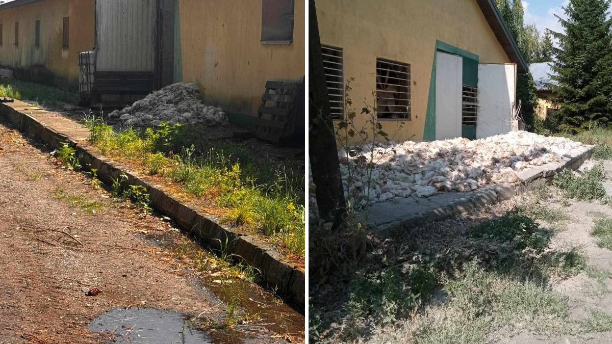 Upał zabił kilkaset kurczaków na fermie drobiu w Popkowicach