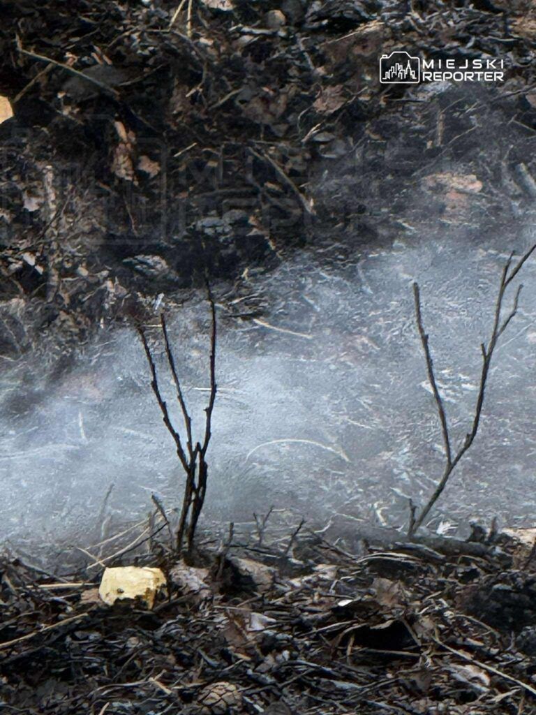 Dym unoszący się z palącej się ściółki leśnej, wśród popiołów i nagich gałęzi.