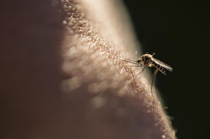 Płyn przeciw komarom może uchronić przed koronawirusem