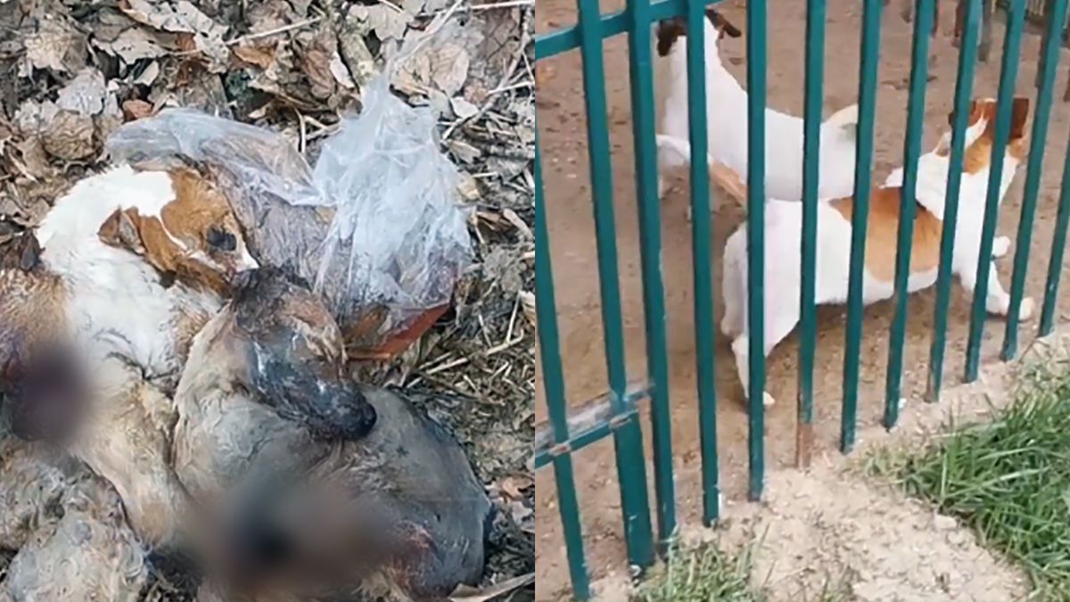 W psuedohodowli w Starej Hucie psy trzymane były w fatalnych warunkach