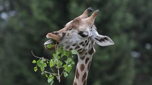 Warszawa: Zoo żegna Pietruszkę. Wiemy, gdzie pojedzie żyrafa