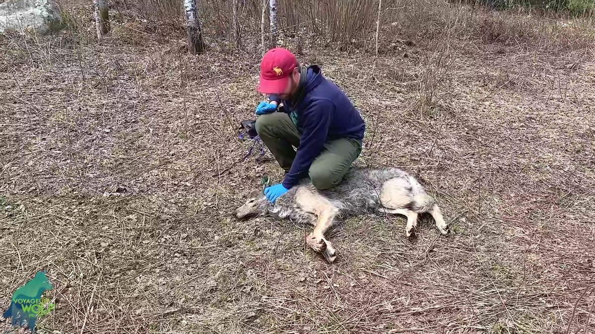 Dzień z życia samotnego wilka. Możemy go zobaczyć dzięki obroży z rejestratorem 1