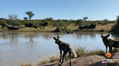 Polowanie watahy likaonów na impalę. Niezwykłe nagranie z safari w RPA