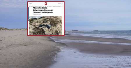 Odkrycie w Niemczech. Odcięte płetwy morświnów nad Bałtykiem