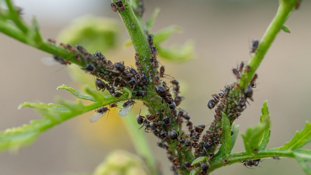 Mszyce to uciążliwe szkodniki