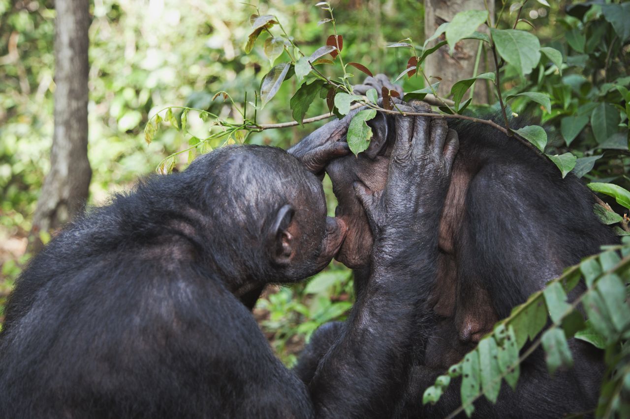 Chimpanzees in Uganda reveal ancient roots of caregiving