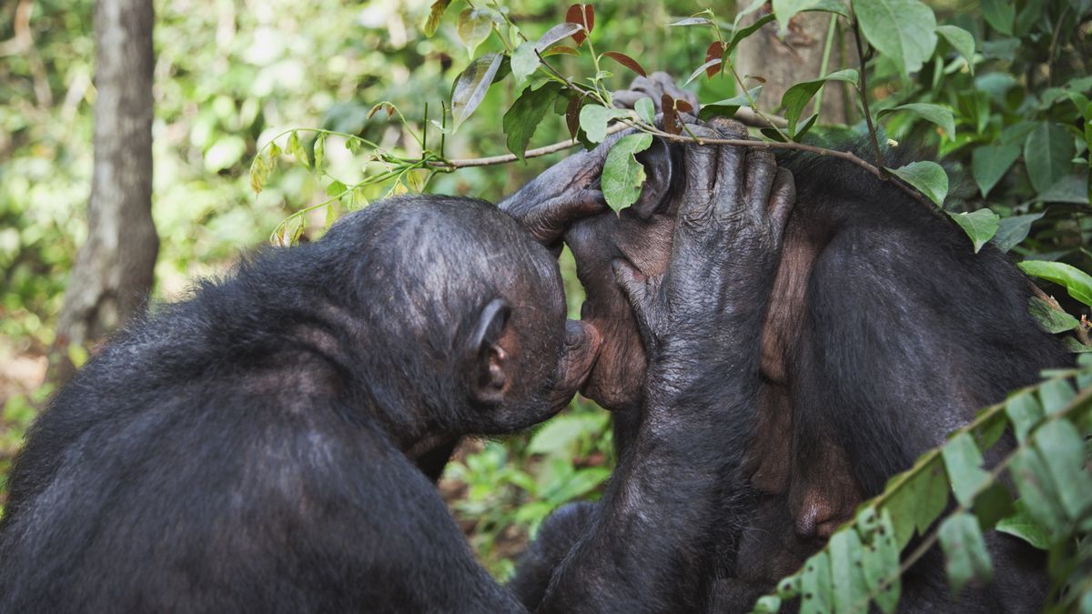 Szympansy potrafią leczyć siebie i innych